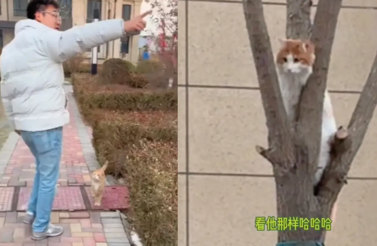 ▲大陸一名飼主養的橘貓賴在樹上不走！出動社區大佬「果汁」來勸，結果成功將橘貓逼下樹，笑翻許多人。（圖/微博）