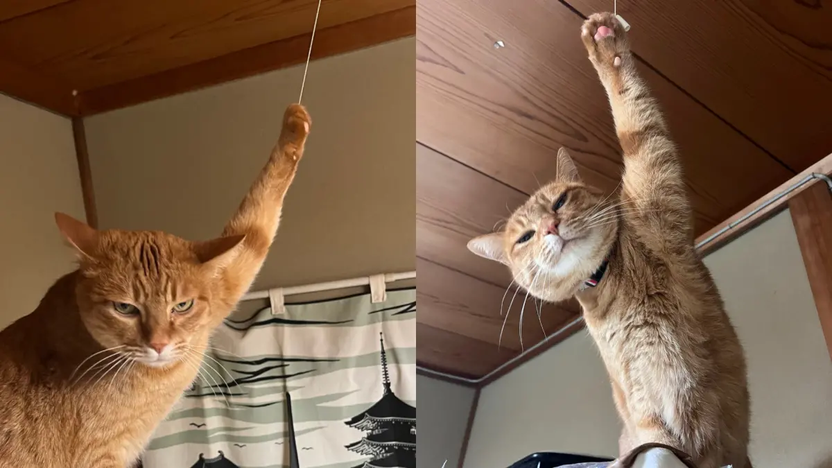 ▲一位日本網友家中，突然聽見隔壁房間的火災警報器聲音響起，讓他急忙衝往現場查看，沒想到看到的卻是等待救援的臭臉慣犯。（圖／取自X＠_Nodadadadada00）