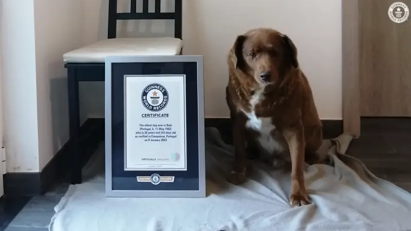 ▲全球最高齡的狗狗活了31歲，是來自阿蘭多獒犬「波比」（Bobi），牠在去年10月離世之前，就獲得金氏世界紀錄認證。（圖／取自YT@Guinness World Records）