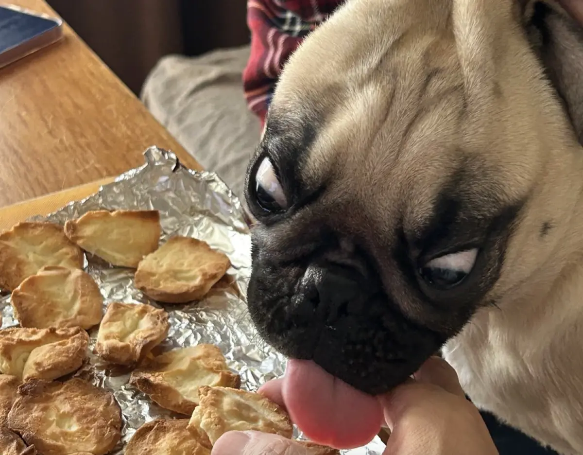 ▲主人在製作現烤餅乾時，查理曼被主人逮到又想偷吃，主人擔心毛孩燙傷，趕緊抓住牠的頭制止。（圖／翻攝自X）