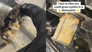 洗碗機1位置「髒到長出香菇」！震撼畫面曝　清潔員：一堆人不知
