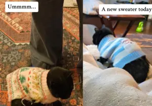 ▲國外一名飼主的家貓經常外出,每次回來都穿著不同的新毛衣,讓她感到非常驚訝。(圖/Tik Tok) ▲國外一名飼主的家貓經常外出,每次回來都穿著不同的新毛衣,讓她感到非常驚訝。(圖/Tik Tok)