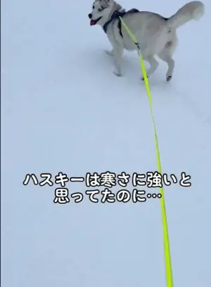 ▲Ashi：人家還是可以在雪地裡狂奔的啦。（圖／取自X@miyamafukayama）