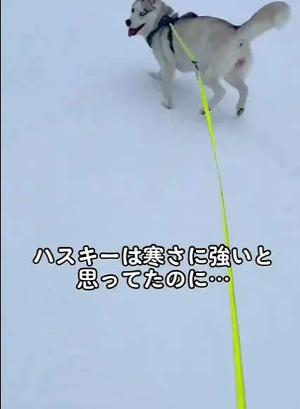 ▲Ashi：人家還是可以在雪地裡狂奔的啦。（圖／取自X@miyamafukayama）