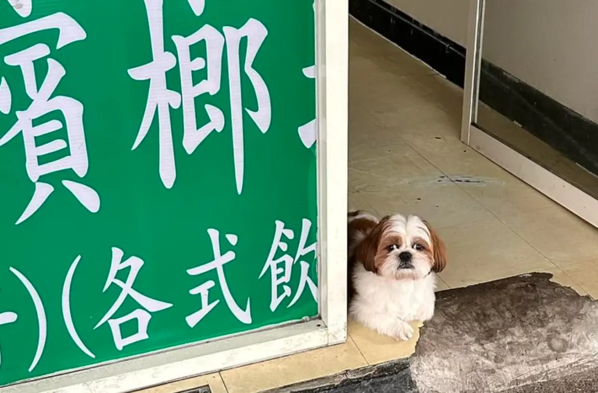 ▲一隻狗呆坐在檳榔攤前面，品種剛好又是「西施犬」，被網友封為是正港的「檳榔西施」，相當有趣。（圖/路上觀察學院）
