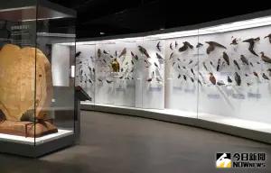 ▲〈哇自然！嗨科學〉展區，除有400歲的臺灣雲杉圓盤木標本，還有100隻從海岸線到高海拔的臺灣鳥類標本，讓觀眾一次看個夠。（圖／科博館提供）