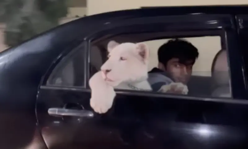 ▲有攝影師在巴基斯坦街頭，看見一輛車的後座，竟然有一隻幼獅探出頭兜風，驚人畫面也立刻吸引全球網友的好奇心。（圖／取自IG@umbreenibrahimphotography）