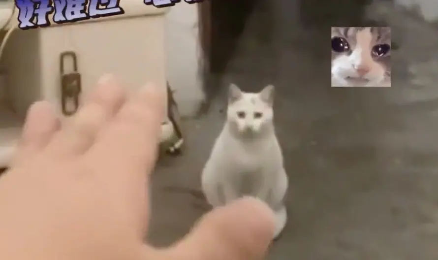 ▲中國一名網友太久沒回家，回到家卻看到陌生貓咪，出手就要趕牠出去，後來才得知貓咪是家人新收編的寵物。（圖/微博）