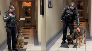 警犬最後1天上班!收領犬員餞別大禮 「反射動作」讓百萬人敬佩