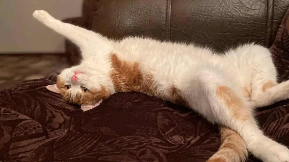 ▲俄羅斯一隻寵物貓特克斯，在陪主人搭火車的途中，疑似被列車員誤認為流浪貓而扔出車外凍死。（圖／翻攝自RT）