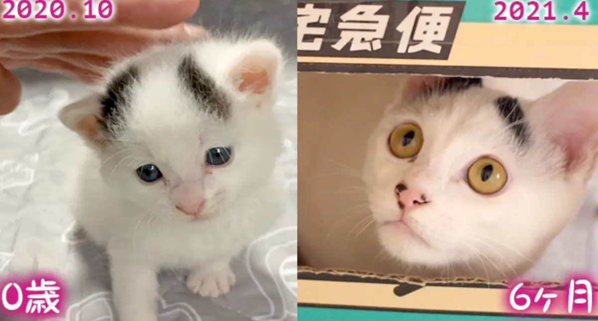 ▲國外一名網友家裡養的米克斯年幼時充滿靈氣又可愛！結果長大之後大走鐘，網友笑稱根本是黑道。（圖/X@America_Amazon）