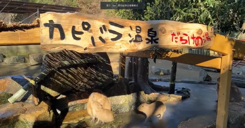 ▲位於日本兵庫縣姬路市的姬路中央公園中，設有「水豚溫泉」區域。（圖／取自X@HcpSafari）