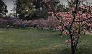 ▲新竹公園在冬天時，園區內也能夠賞櫻，不少旅客朝聖之後都給予高度評價。（圖/Google評論）