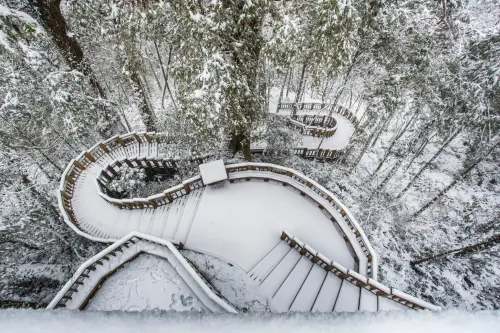 寒流來襲！明池下雪成銀白世界　棲蘭神木園「積雪5cm」仙境曝光
