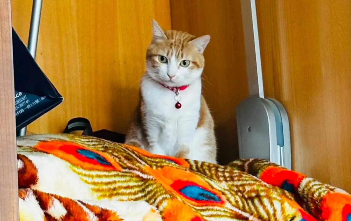 ▲南投一名飼主家中養了一隻可愛的橘貓，寒流來襲的清晨突然消失，最後真相讓飼主哭笑不得。（圖/飼主提供）