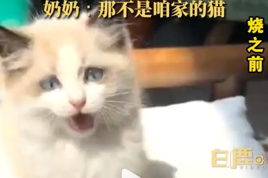 ▲大陸一名飼主家裡養了一隻可愛的布偶貓，白色皮毛相當的漂亮，顏值非常的高。（圖/微博）