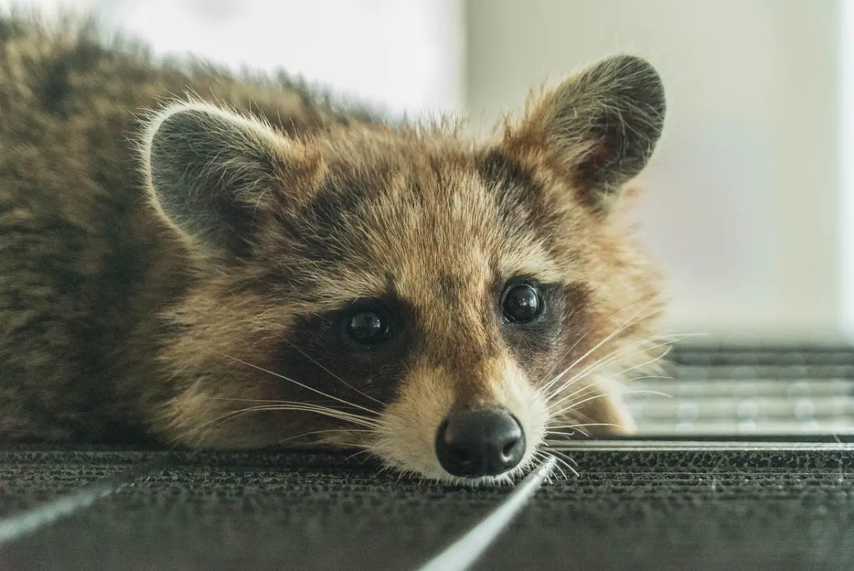 ▲韓國社會對於動物權利的關注日益高漲，除了禁止吃狗肉外，韓國去年12月中也通過法律，禁止動物園與水族館之外的場所展示野生動物，首當其衝的就是那些在網路十分出名的動物咖啡廳。（示意圖／翻攝自Pixabay）