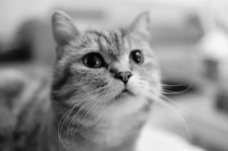 ▲法國一隻名叫萊納（Lanna）的寵物貓，去年7月被發現死在住家附近的垃圾桶中，警方調查後發現萊納的主人涉有重嫌，最終里爾法院於1月宣判，萊納的主人必須坐牢8個月且不得再飼養寵物，同時還必須賠償萊納100歐元。示意圖，非當事貓。（圖／翻攝自Pixabay）