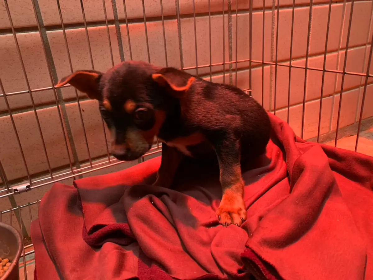 ▲新北市動物之家備齊相關防寒物資布料。（圖 ／新北市政府動物保護防疫處提供）