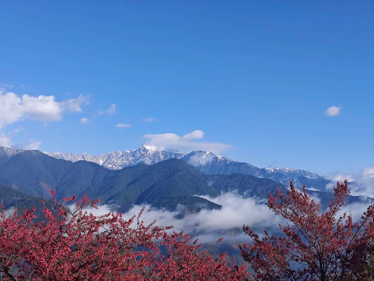 ▲目前梨山地區櫻花陸續盛開，民眾不用出國也可以享受到泡湯、賞花的渡假時光。(圖／參山處提供2024.1.24)
