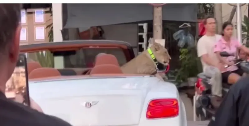▲ 泰國一名女子開敞蓬車載寵物獅子被目擊，恐面臨刑罰。（圖／翻攝自《芭達雅新聞》）