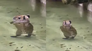 ▲其實這隻小水豚在水下不是真的用兩隻腳在水裡走路,而是因為光線折射原理導致水豚的下半身變小。(圖/取自IGI@zwfmiami) ▲其實這隻小水豚在水下不是真的用兩隻腳在水裡走路,而是因為光線折射原理導致水豚的下半身變小。(圖/取自IGI@zwfmiami)