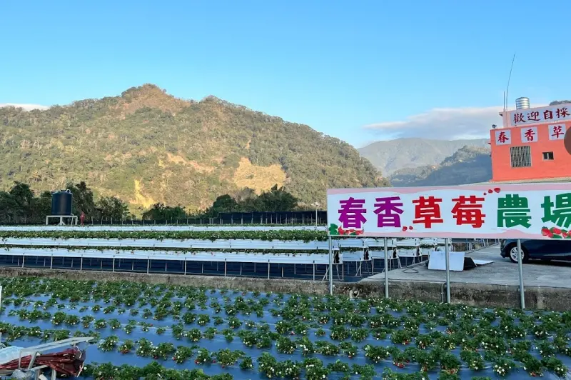 ▲苗栗觀光不少人都會想到是採草莓，但其實最強景點另有其人，2023年前11月有379萬人到此朝聖！（圖/Google評論）