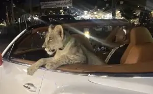 外國人開敞篷車載小獅子！泰國警方展開調查　一隻售價約43萬元
