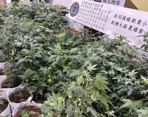 ▲警政署保安警察第三總隊第二大隊偵破歇業小吃店栽種大麻農場案，緝獲大麻植株272株。(圖／記者黃守作攝，2024.01.25)