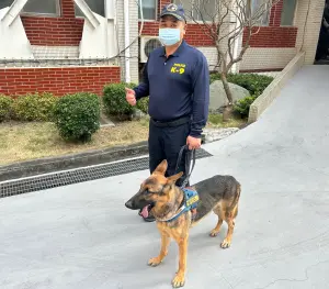 ▲保三總隊二大隊警犬分隊領犬員喬裝路人，率警犬「馬肯」於周遭嗅聞偵測，竟發現有大麻毒品之「標定反應」。(圖／記者黃守作攝，2024.01.25)