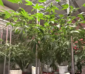 ▲保安警察第三總隊第二大隊偵查隊在歇業小吃店查獲栽種大麻。(圖/保三總隊二大隊提供) ▲保安警察第三總隊第二大隊偵查隊在歇業小吃店查獲栽種大麻。(圖/保三總隊二大隊提供)