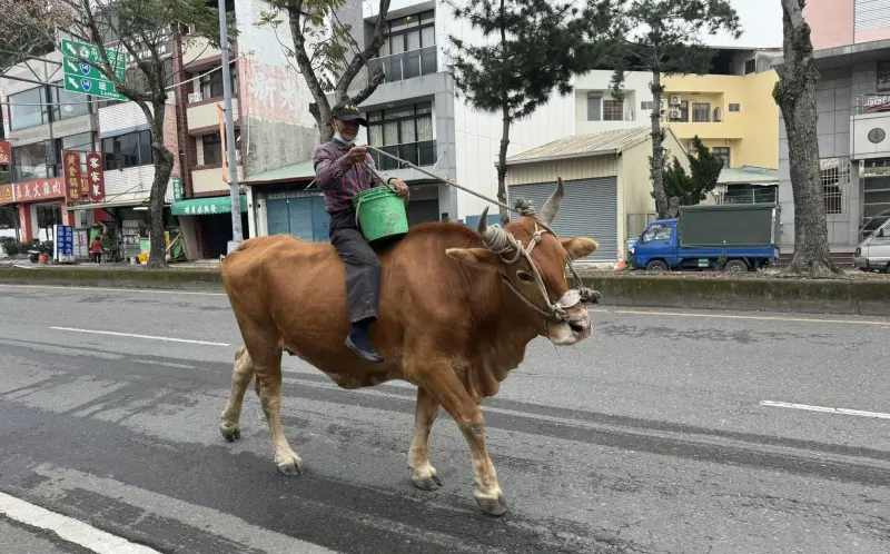 ▲埔里鎮一位70歲阿北昨天騎牛逛大街，引起大家關注。（圖／翻攝埔里人臉書，2024.01.25）