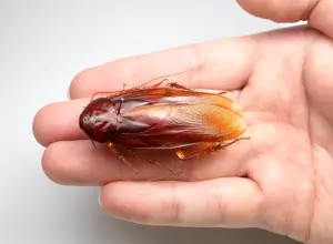 日本發現台灣特有種「新蟑螂」！體長超過5公分　比家裡蟑螂更大
