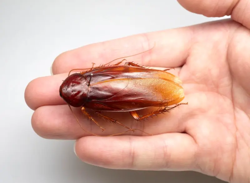 ▲日本蟑螂研究員柳澤靜磨最近發現一種新的蟑螂品種，深入研究發現是台灣特有種的「台灣大蠊」。（圖/X@柳澤靜磨）