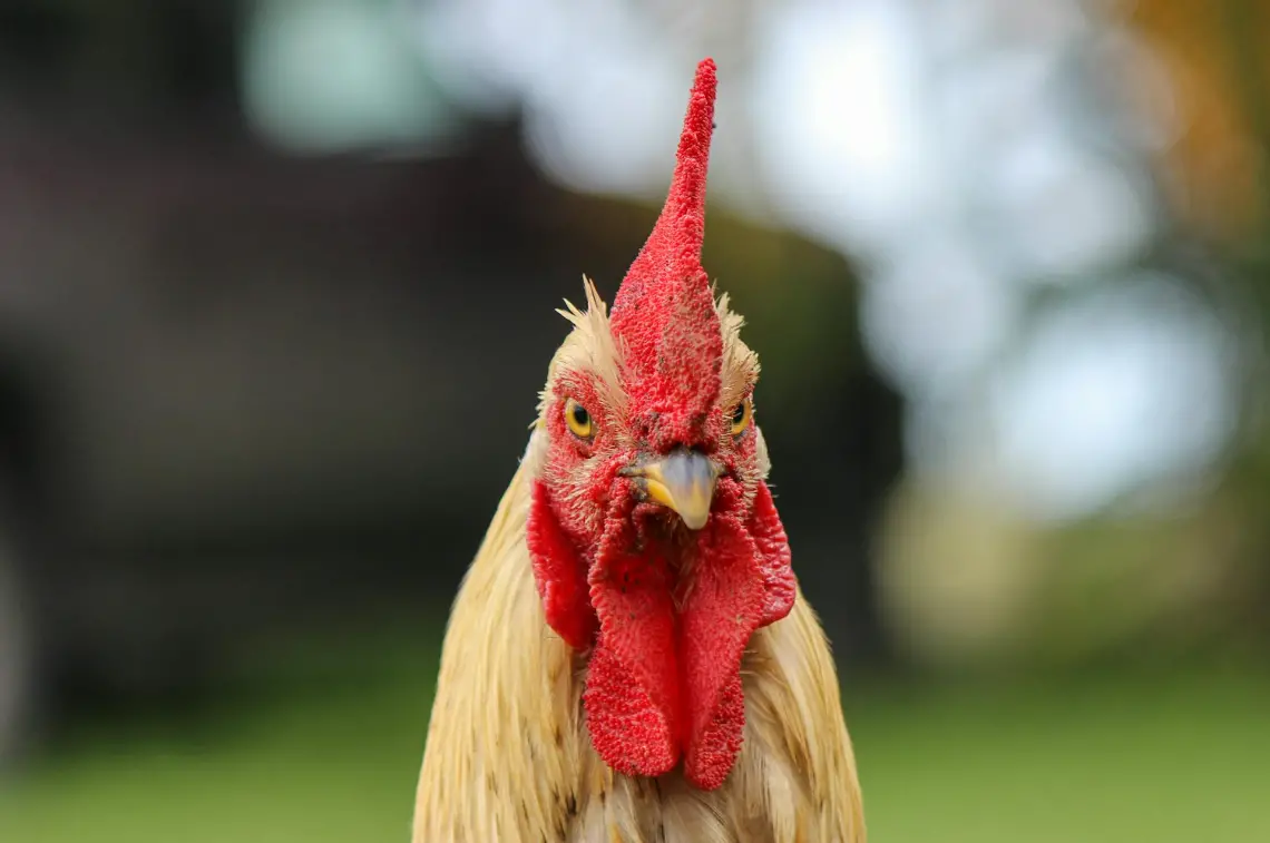 ▲過去民間習俗盛傳，在「尾牙」上，若老闆想要趁此時解雇認為不適用的員工，都會將雞頭朝向那個人的位置。（示意圖／Pexels）