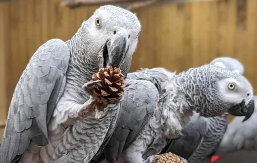 ▲英國的林肯郡野生動物園，有8隻鸚鵡染上說髒話的習慣，成為動物明星。（圖／取自Lincolnshire Wildlife Park臉書）