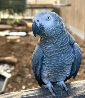 ▲林肯郡野生動物園在2020年8月收容了5隻非洲灰鸚鵡，沒想到當他們開始外出見遊客不久之後，一個個開始學會了髒話。（圖／取自Lincolnshire Wildlife Park臉書）