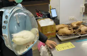 飼主帶寵物鴨進當歸鴨店「震撼教育」！牠快哭了：大家會不會太熟
