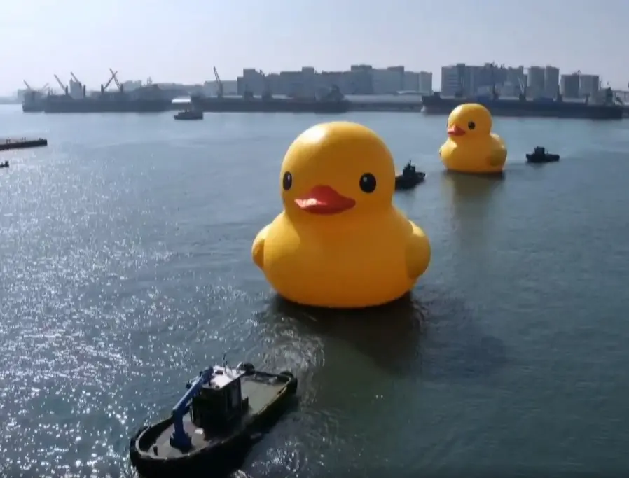 ▲兩隻黃色小鴨今（27）上午10時許游進高雄港。（圖／截自高雄旅遊網臉書直播）