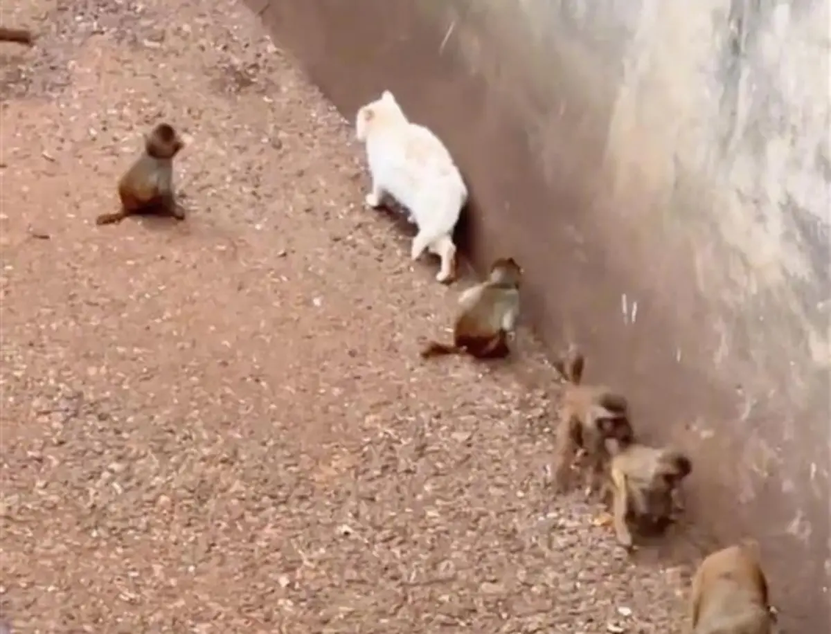 ▲中國雲南的昆明動物園，自2013年起便將流浪貓放入猴山，以達到滅鼠效果，卻被踢爆出現猴子虐待甚至虐殺貓隻的情況。 （圖／翻攝自微博）