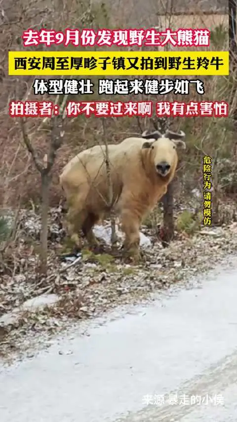 ▲中國一名男子在西安登山旅遊時，遇到一隻長相奇特的怪牛，不但有金色長毛，頭上還有黑色犄角，原來牠其實是罕見稀有的「羚牛」。（圖／翻攝自微博）