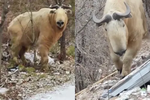 他登山遭「金光怪牛」一路猛追！下秒驚人身分被認出：超稀有國獸
