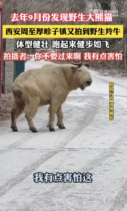 ▲中國一名男子在西安登山旅遊時，遇到一隻長相奇特的怪牛，不但有金色長毛，頭上還有黑色犄角，原來牠其實是罕見稀有的「羚牛」。（圖／翻攝自微博）