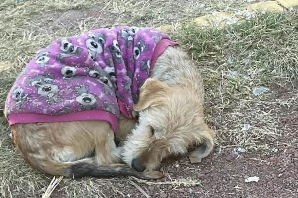 ▲一名愛媽發現，有隻身穿紫色毛衣的狗狗，蜷縮在地上不斷咳嗽，狀況看似相當不好，讓她緊急帶狗狗檢查治療。（圖／翻攝自The Dodo）