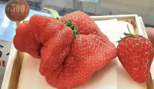 草莓界愛馬仕！史上最棒「美人姬」草莓要價2.1萬　比iPhone還重
