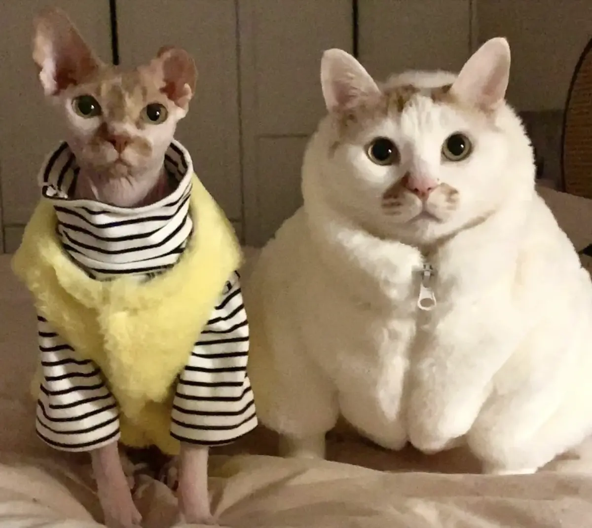 ▲奶油本來就是一隻體型不小的貓，穿上厚厚的白絨毛衣後，竟瞬間胖成一顆白饅頭。（圖／翻攝自小紅書）