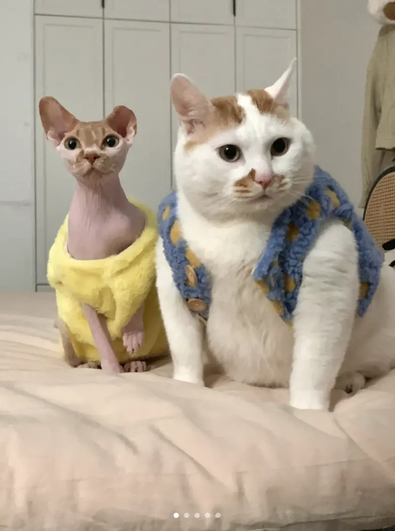 ▲飼主事後站出來替奶油平反，表示兩隻貓都是穿M碼尺寸的毛衣，只是奶油穿上更顯胖。（圖／翻攝自小紅書）