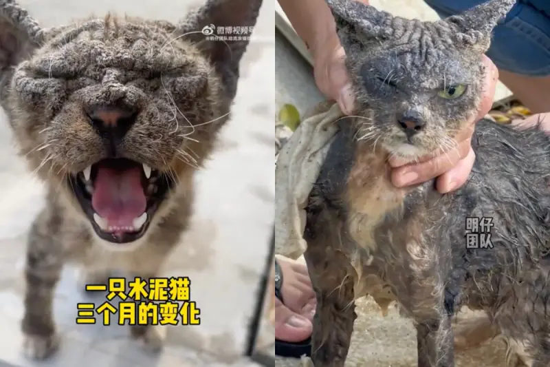 ▲中國一隻流浪小貓因全身沾滿水泥，醜陋的模樣讓眾人不願領養，還被稱為「水泥貓」。（圖／翻攝自微博）