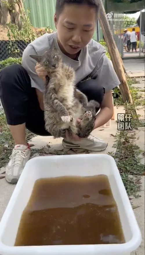 ▲中國一隻流浪小貓因全身沾滿水泥，醜陋的模樣讓眾人不願領養，還被稱為「水泥貓」。（圖／翻攝自微博）