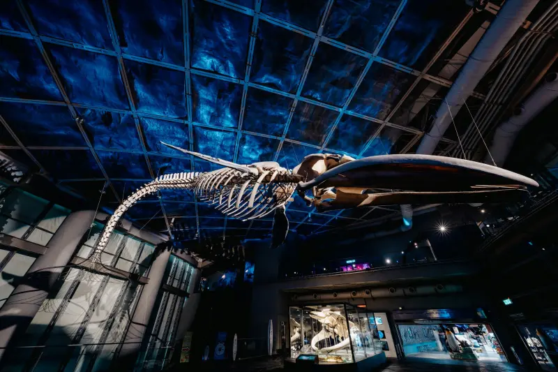 ▲海生館於2024全新推出的常設展《巨鯨之路》藍鯨骨骼標本展。（圖／海生館提供）
